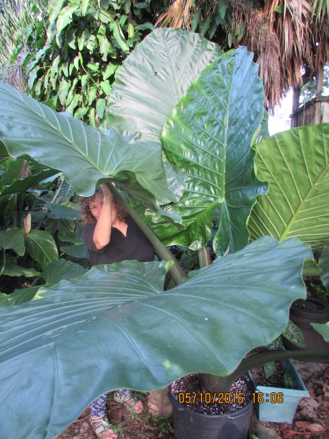 Alocasia Dark Star size