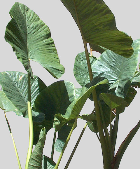Alocasia alba overall view Alocasia alba overall view