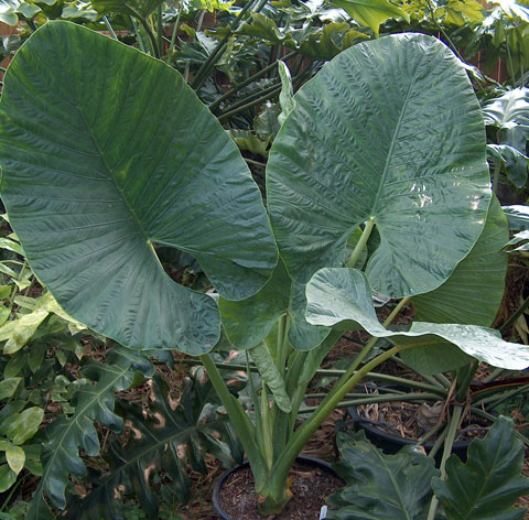 Alocasia alba 2007