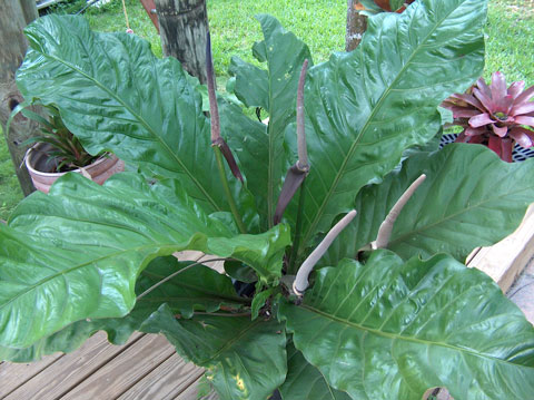 Anthurium sp. birdsnest type