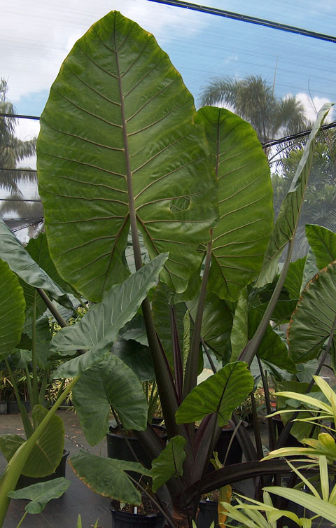 Alocasia mac black stem