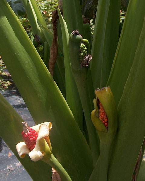 Alocasia Borneo Giant fruiting