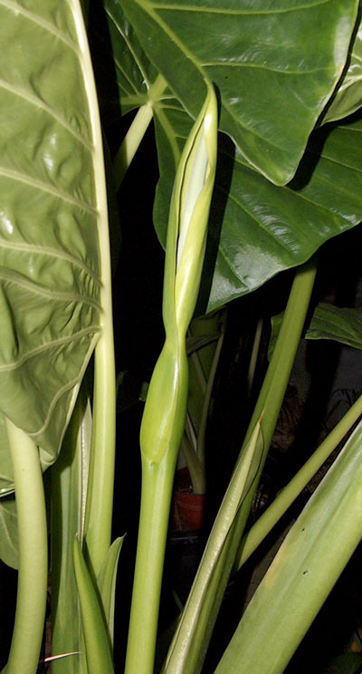 A. brisbanensis inflorescence A. brisbanensis inflorescence