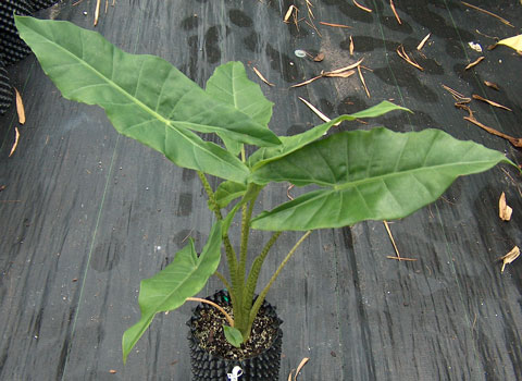 Alocasia x brisbane tigress