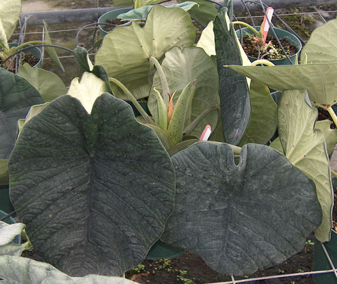 Alocasia chaii plant