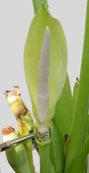 Alocasia pollination 2