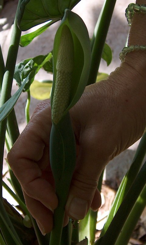 Alocasia cucullata bloom