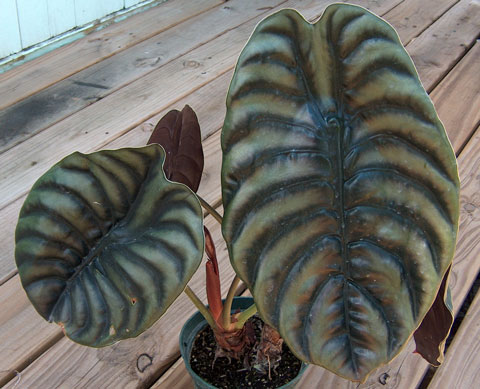 Alocasia cuprea