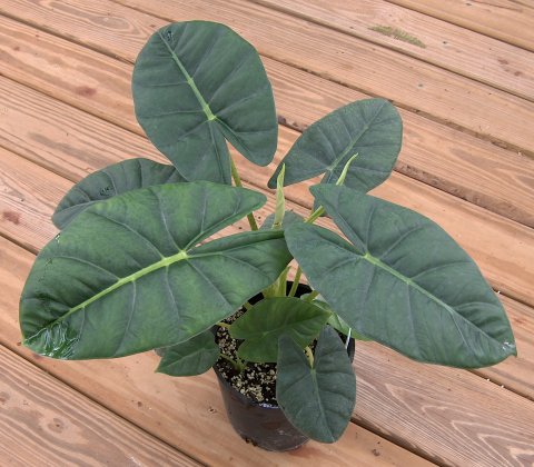 Alocasia Frydek-Bullata Alocasia Frydek-Bullata