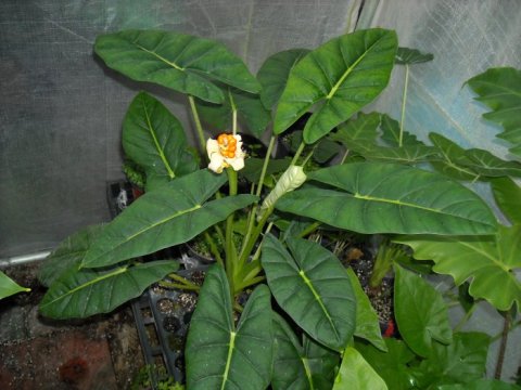 Alocasia Frydek-Bullata fruit Alocasia Frydek-Bullata fruit