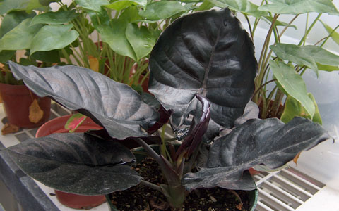 Alocasia infernalis Alocasia infernalis