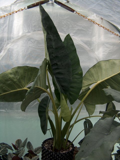 Alocasia scabriuscula LRO