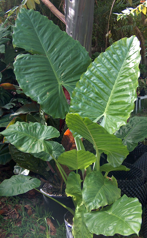 Alocasia Green Giant