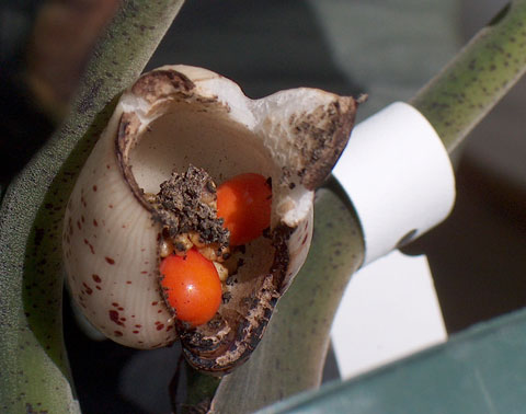 Alocasia reginae Miri berries Alocasia reginae Miri berries