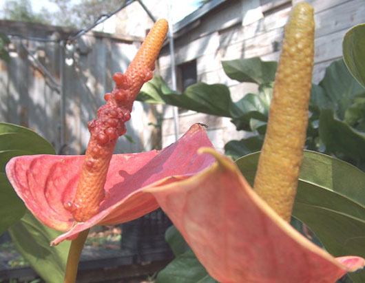 Anthurium andreanum