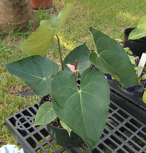 andreanum x clarinervum 1 andreanum x clarinervum 1