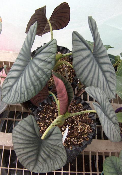 Alocasia nebula imperialis b Alocasia nebula imperialis a