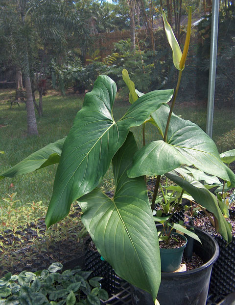 Anthurium ochranthum Anthurium ochranthum