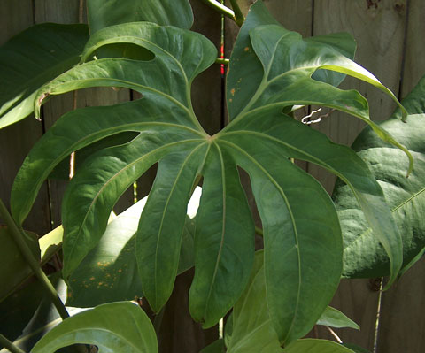 Anthurium pedatoradiatum pic 1