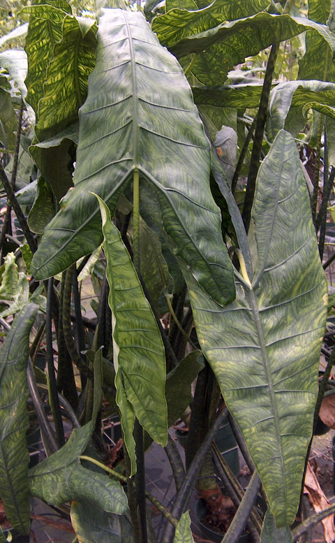 Alocasia reticulata pic 1