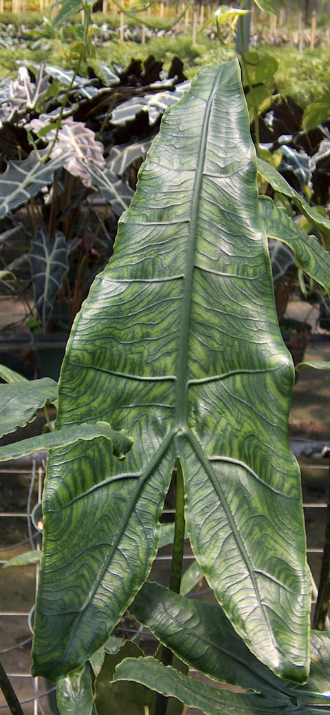 Alocasia reticulata pic 2