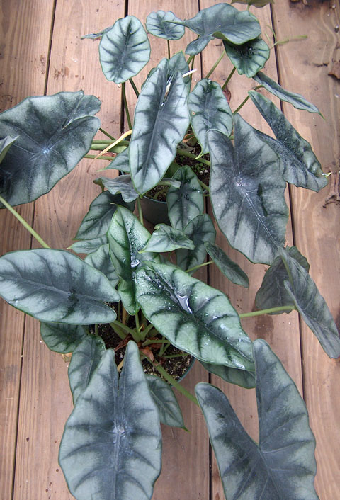 Alocasia reversa