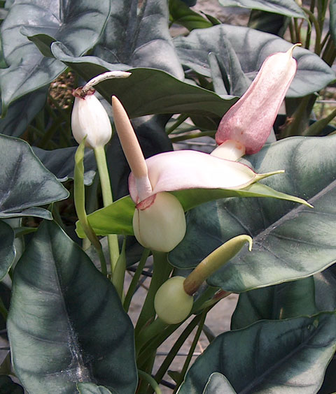 Alocasia reversa inflorescence