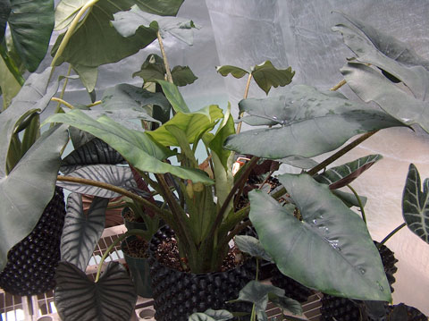 Alocasia ridleyi