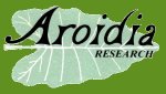 Aroidia logo mini Aroidia logo mini