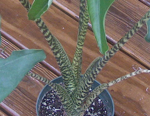 Alocasia zebrina petioles