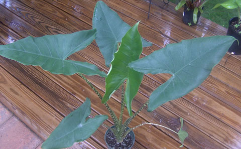 Alocasia zebrina overall