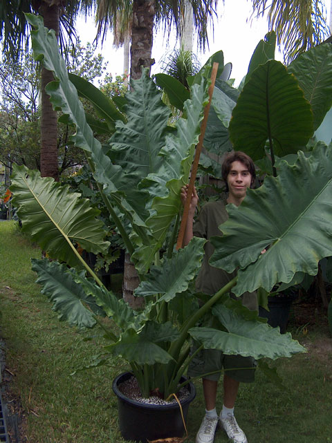 Alocasia Sinuate Mac