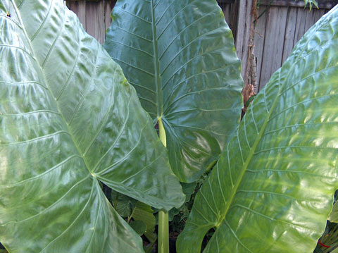 Alocasia macrorrhizos Big Mac