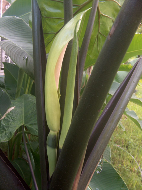 Alocasia mac black stem infl side