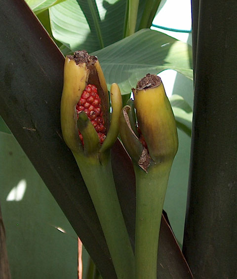 Alocasia mac black stem berries