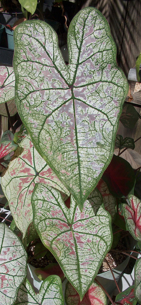 Caladium hybrid pic 2