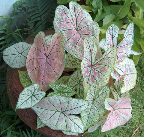 Caladium hybrid pic 4