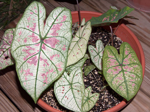 Caladium hybrid pic 5 Caladium hybrid pic 5