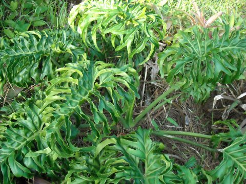 Thaumatophyllum Chumley Curly overall