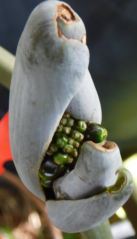 xSpecialocasia berries