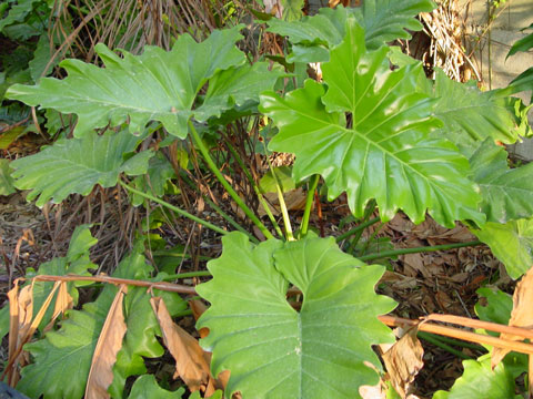 Philodendron corcovalloum