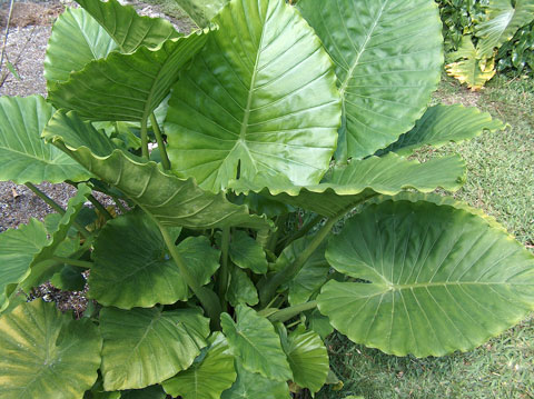 Alocasia gageana pic 3