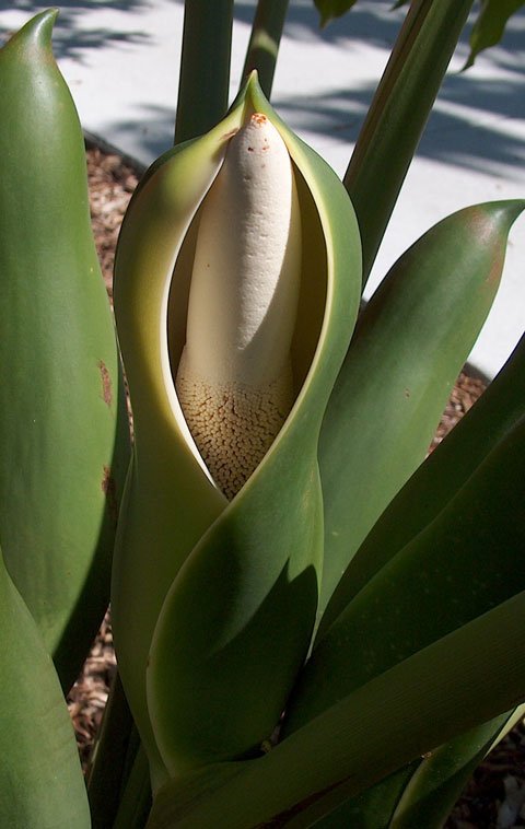 Philodendron goeldii bloom