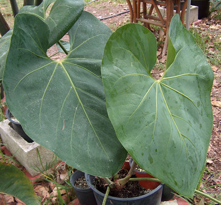 Anthurium Heartleaf view 1