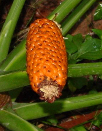 Philodendron seedhead