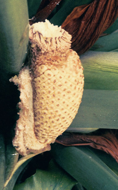 Philodendron seedhead