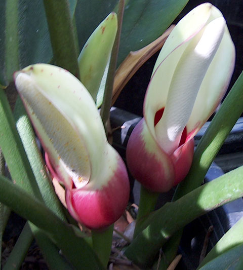 Philodendron callosum blooms