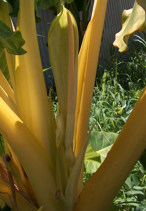 Alocasia lutea inflorescence open