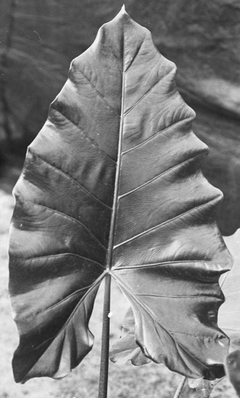 Alocasia macrorrhizos