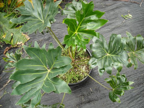 Philodendron adamantinum